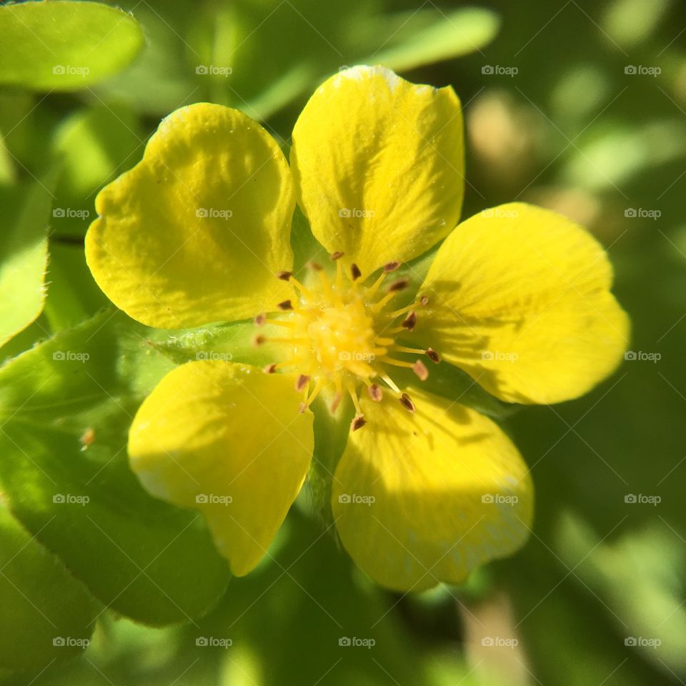 Buttercup in evening light