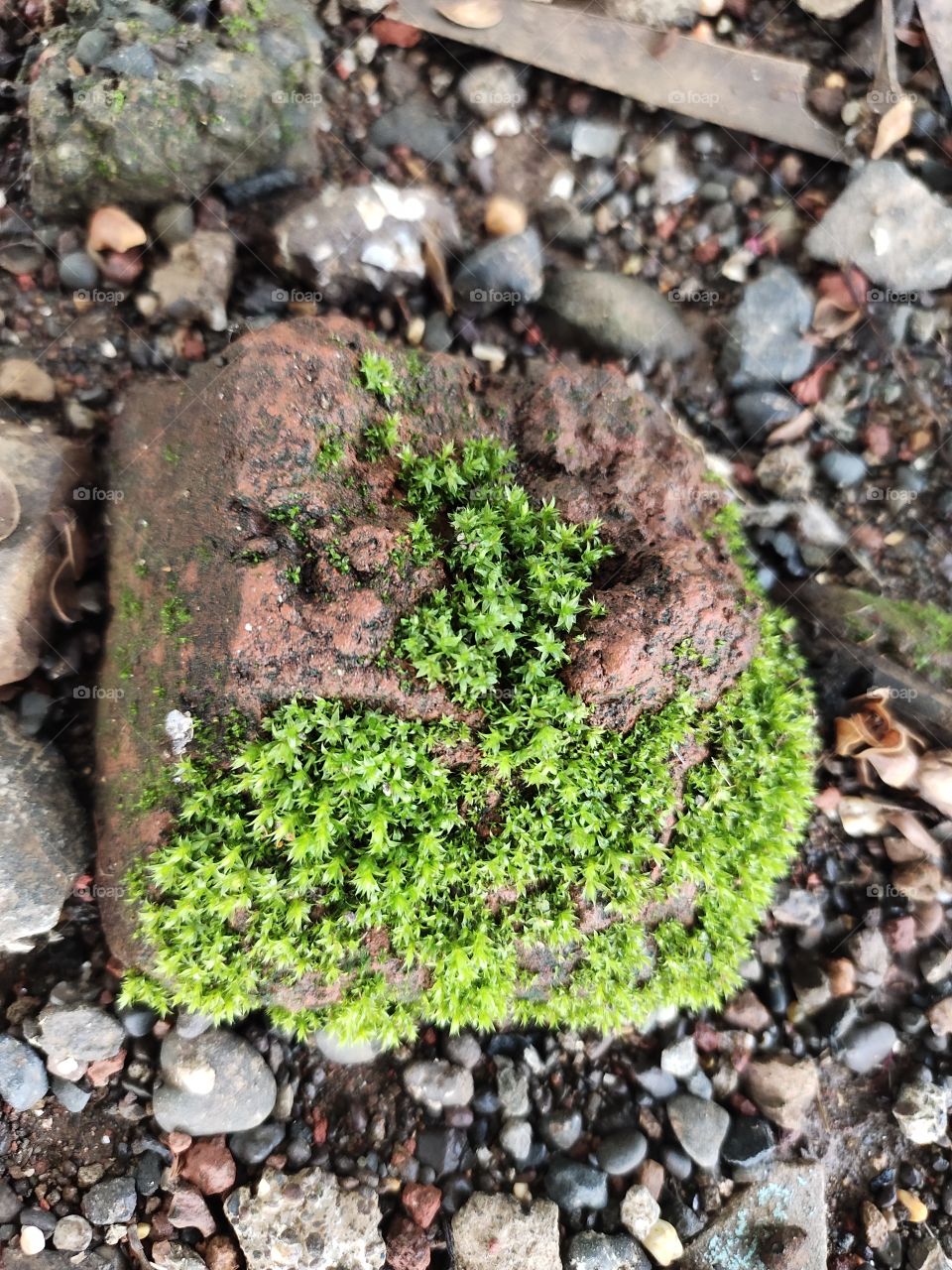 Snap 📷👁️Flora,

Riccardia plamata on Brick 🧱
Green Beauty Of nature..