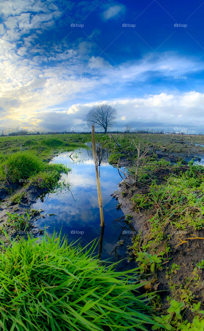 Blue sky and bare trees around sunset reflected in the puddles of water after the rain over a muddy farmfield with some grass