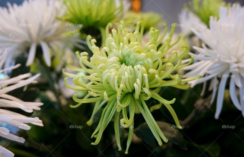 Green Chrysanthemum