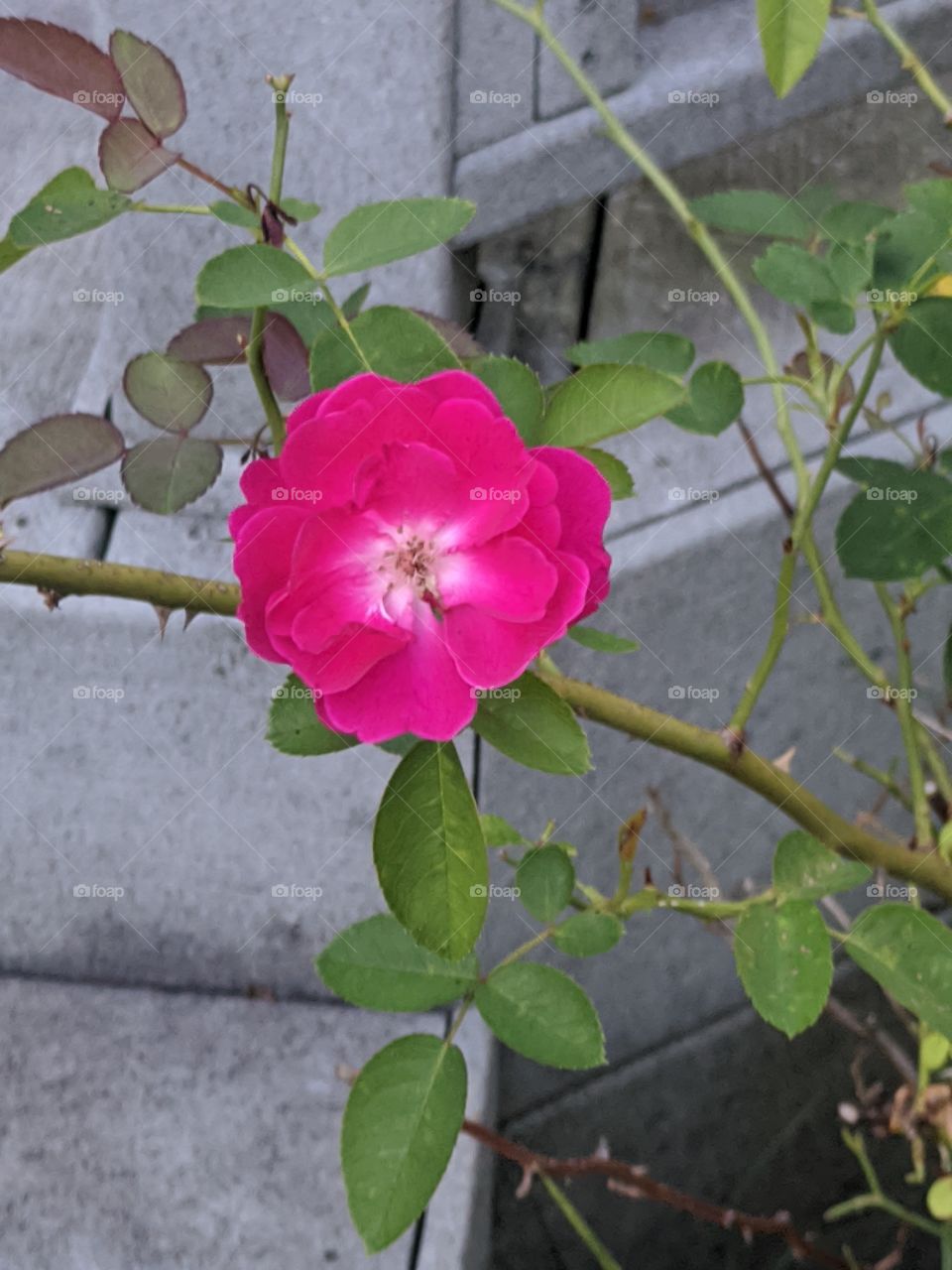 Beautiful ❤️ to see flowers that comes with various colours and fragrances all around our garden that's perhaps the good treat that our eyes ever have ❤️❤️❤️
