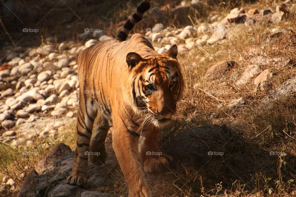 Tiger on a journey. A click from my trip to Sariska wildlife sanctuary in Rajasthan