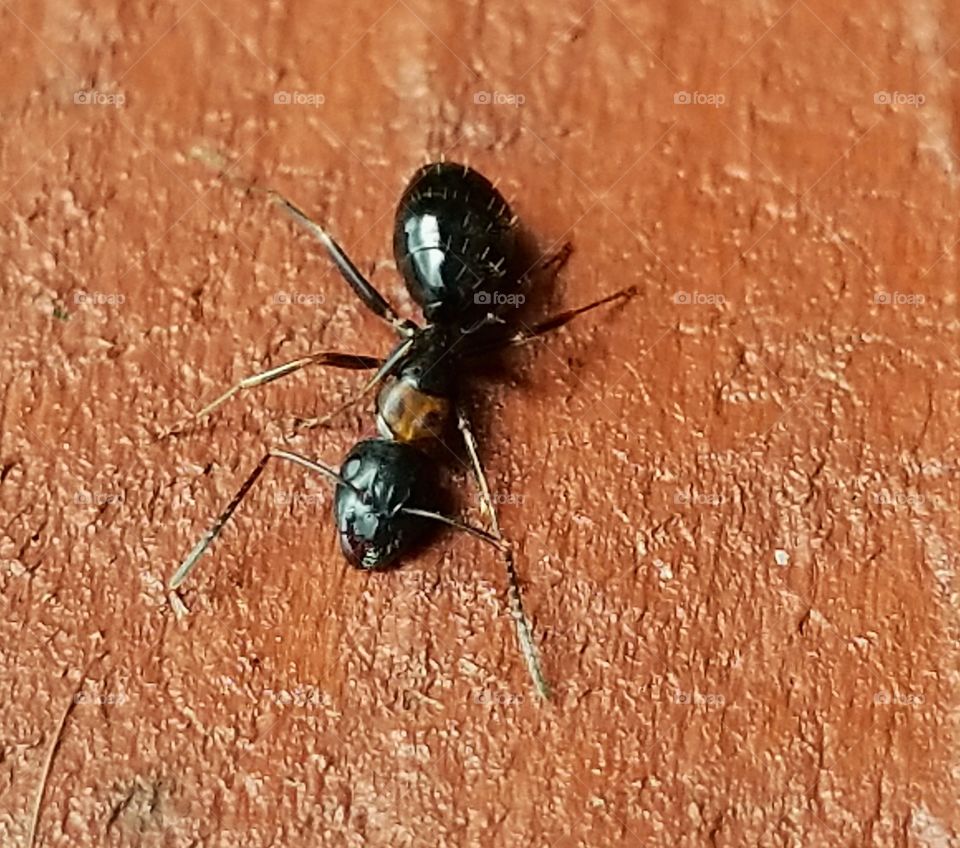 Close up tiny ant