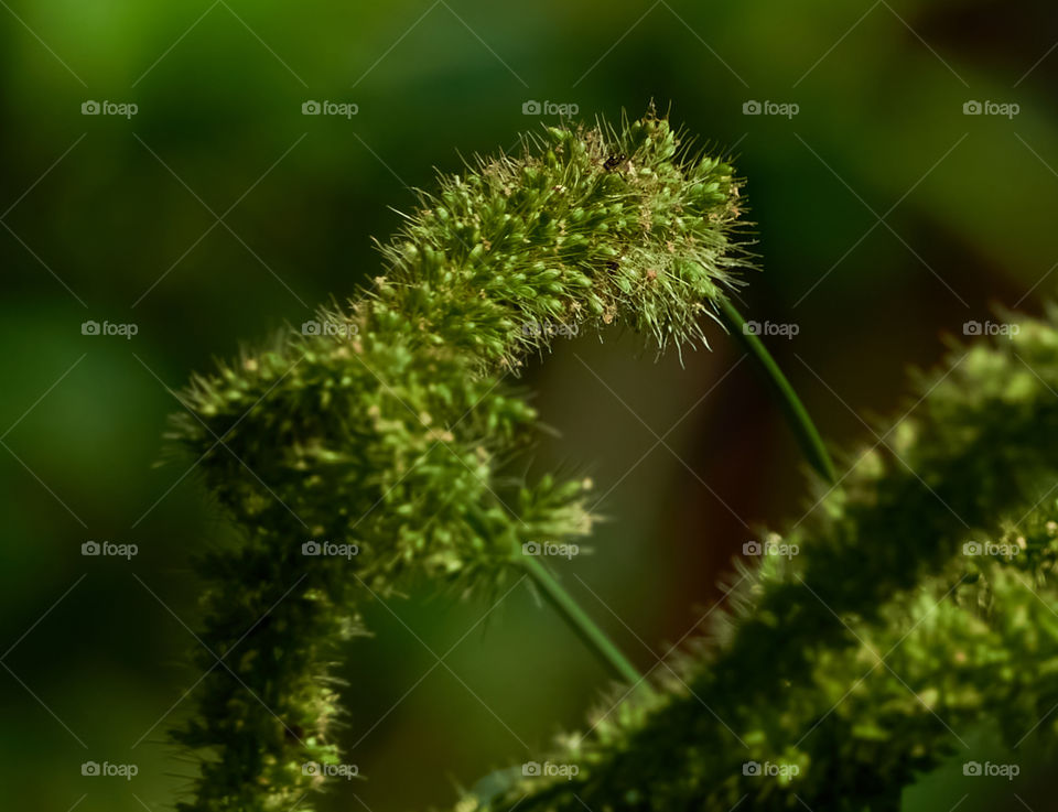 Wild foxtail millet