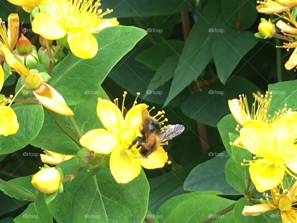 Summer moods mission bee up flower 