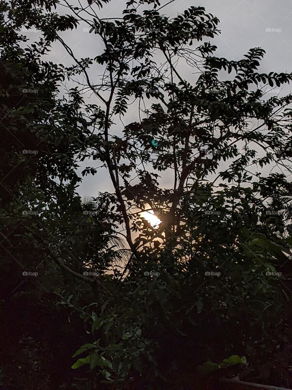 sunset behind the tree