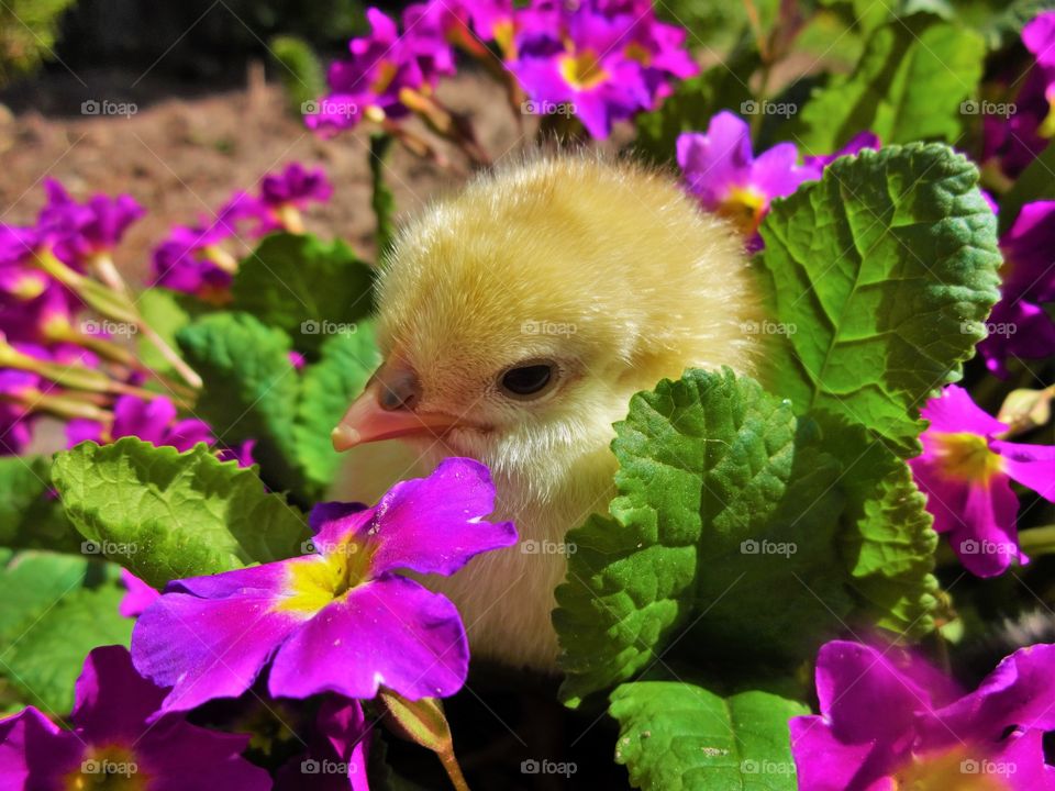 yellow chick between flowers