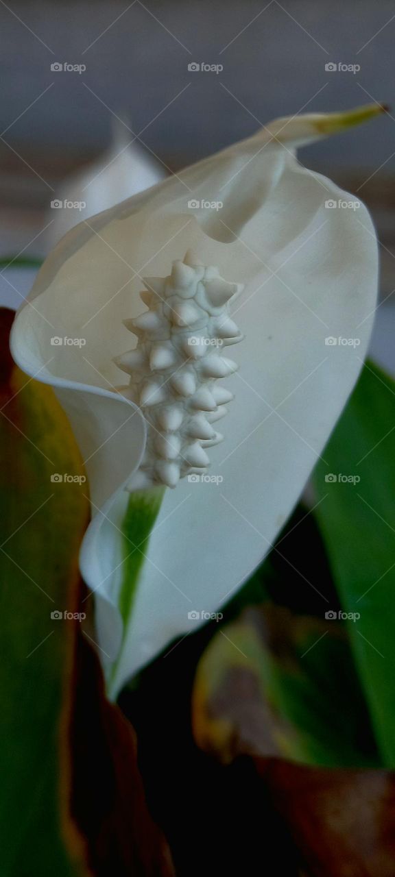 Spathiphyllum blandum Schott