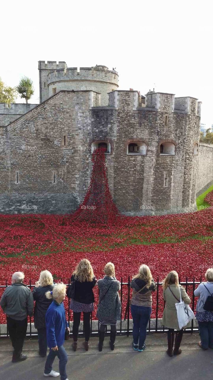 Tower of london. poppy flowers that indicate each soldier lives lost in WW1