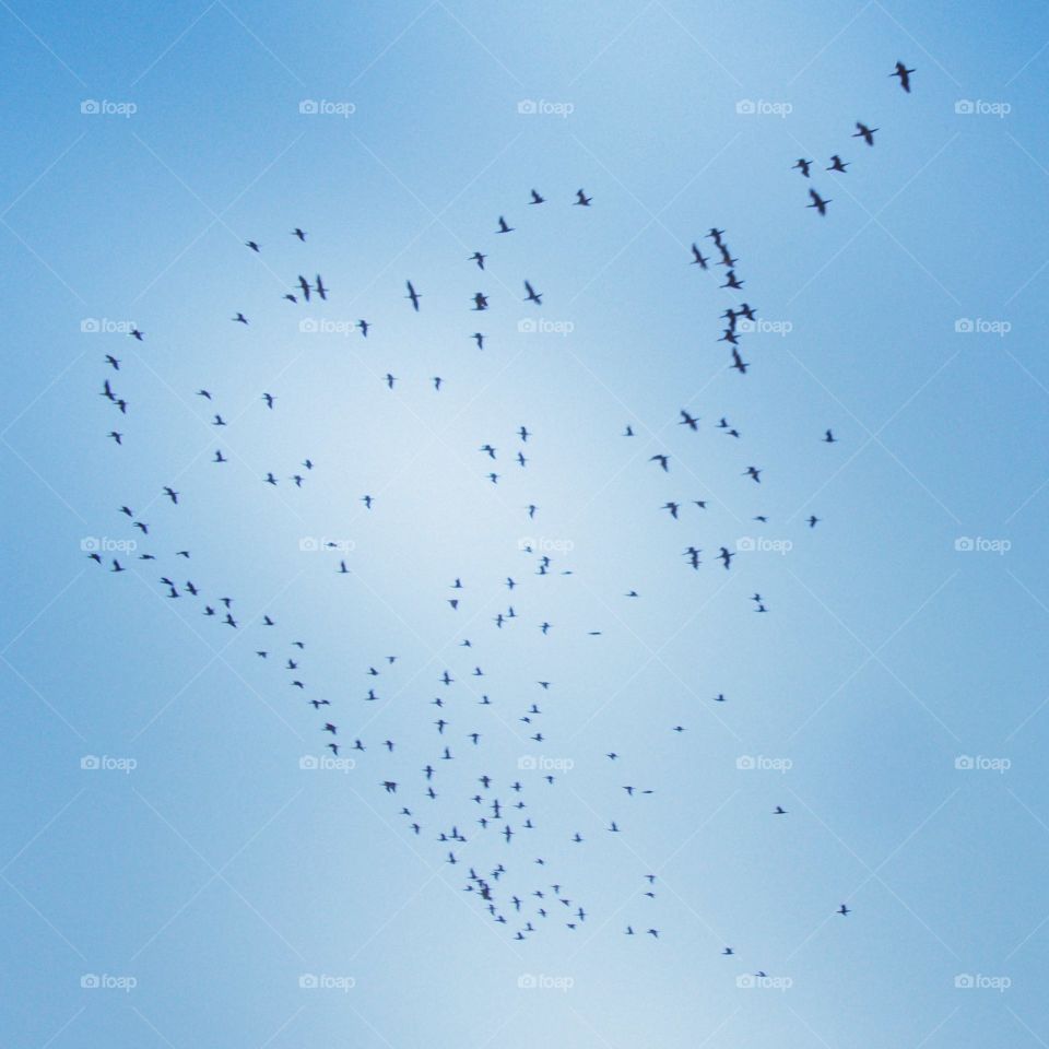 birds over the Nile in Assouan