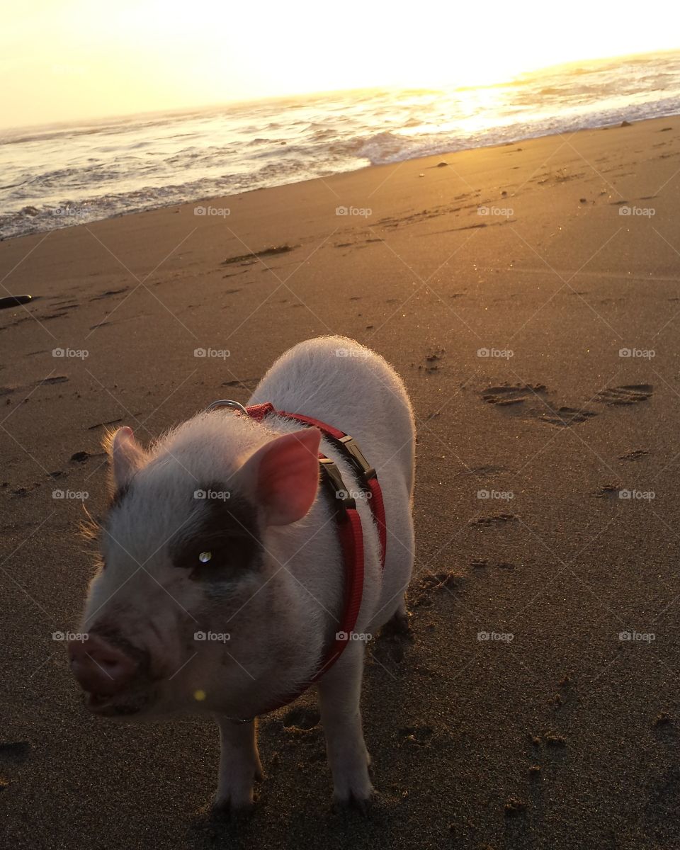 Beach, Sand, No Person, Dog, Sea