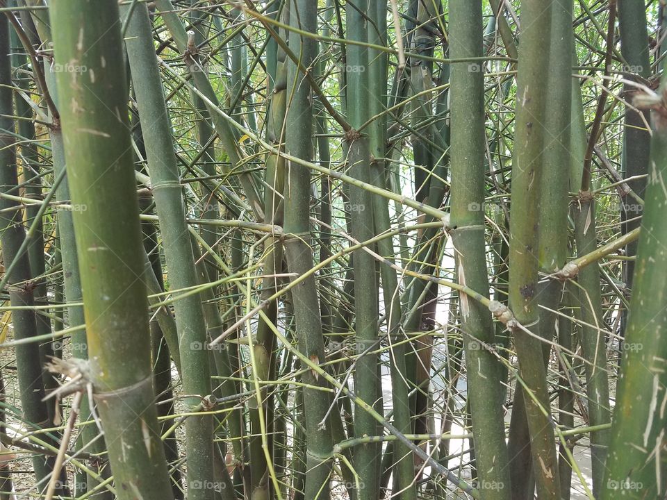 Bamboo be