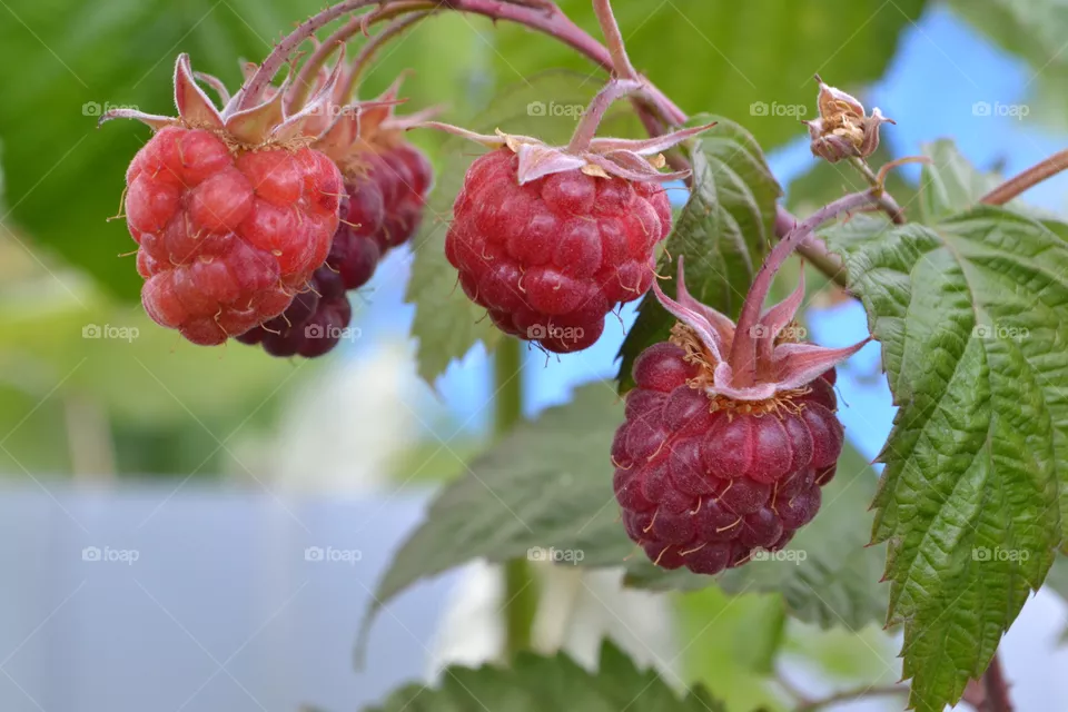 berry