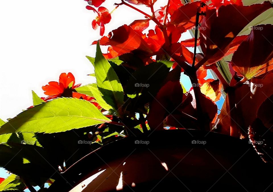 Impatiens and begonia