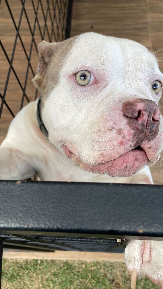 Beautiful dog