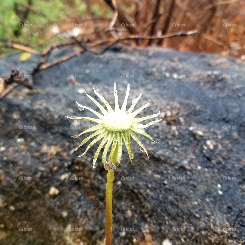 Spring Dandelions