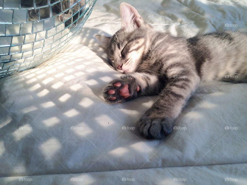 A kitten sleeping after playing 