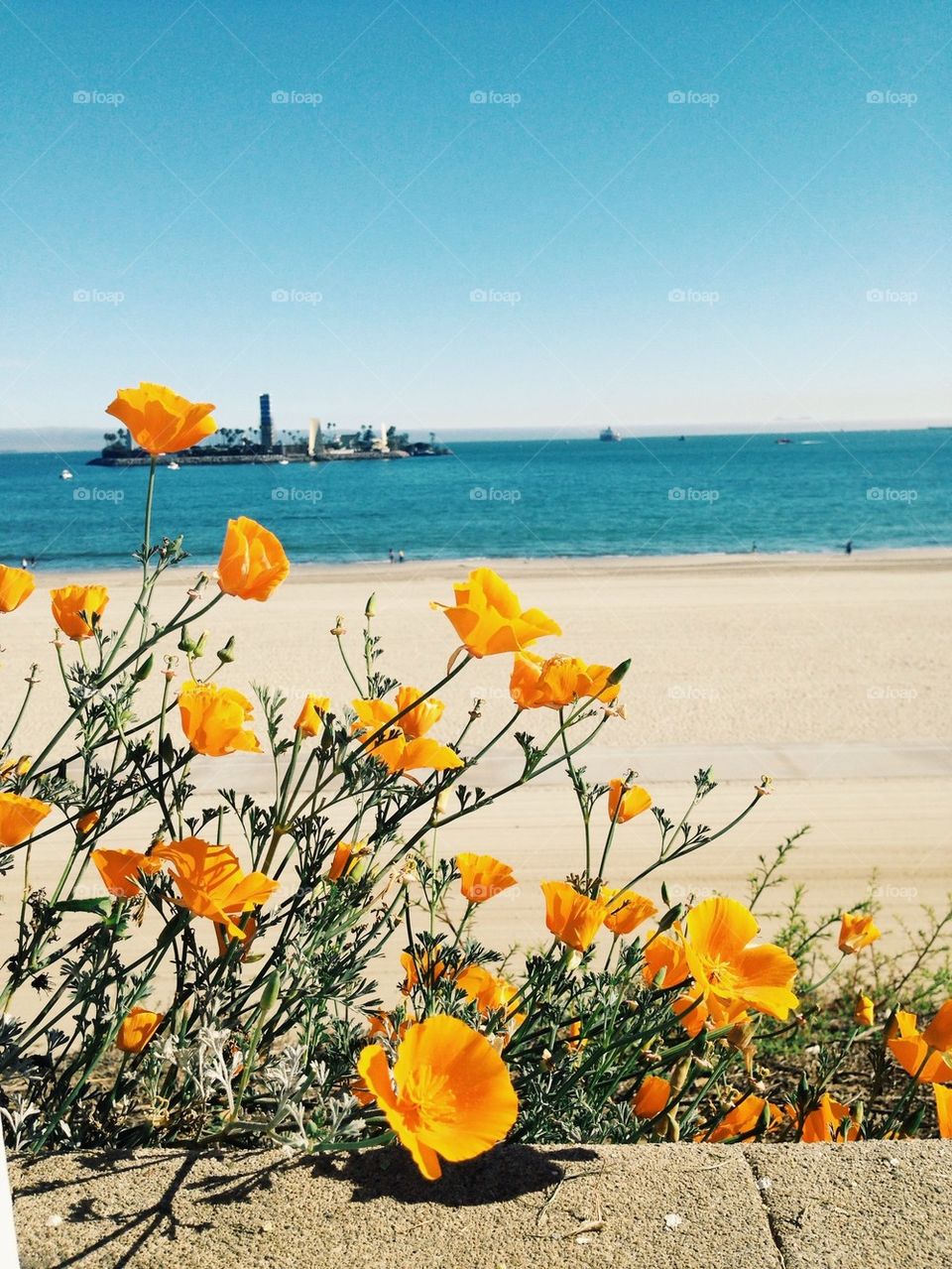 Orange flowers by beach