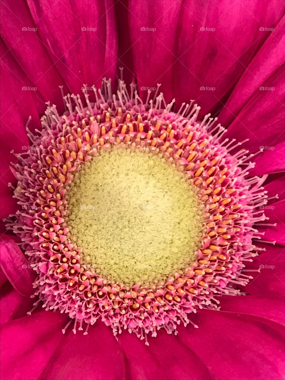 Close up flower