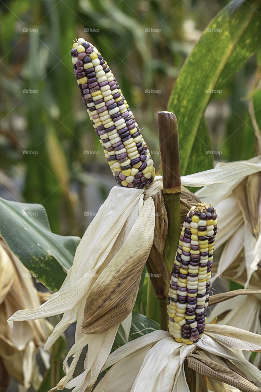 Corn with many colors in a pod on the tree at the farm show.