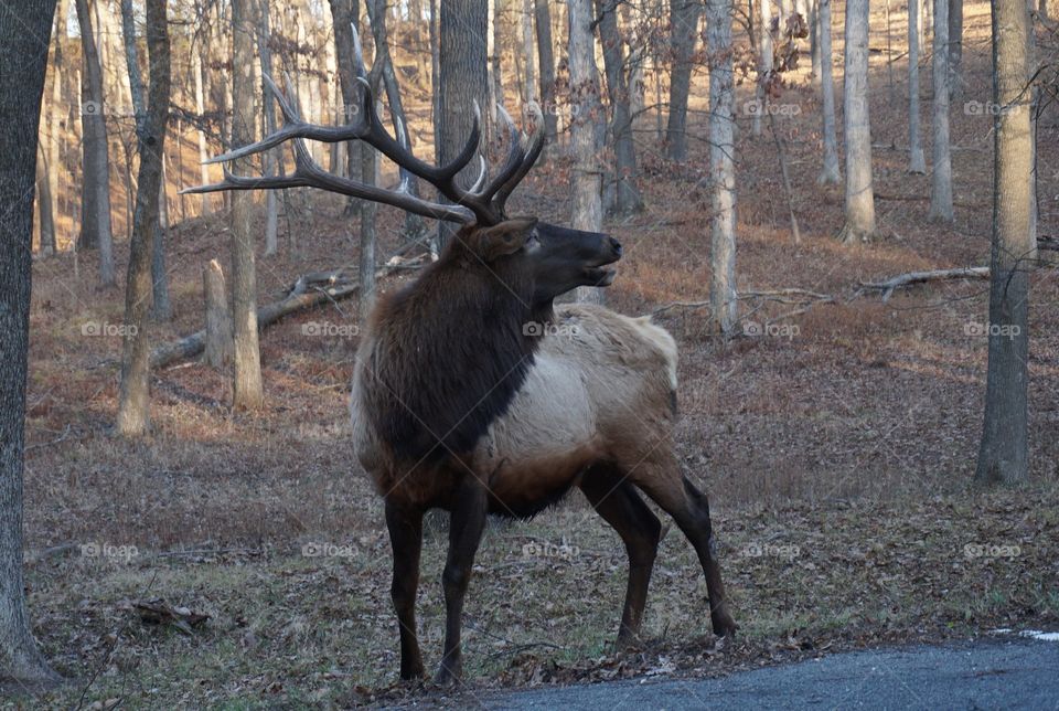 Elk in Lone Elk Park in St Louis MO.