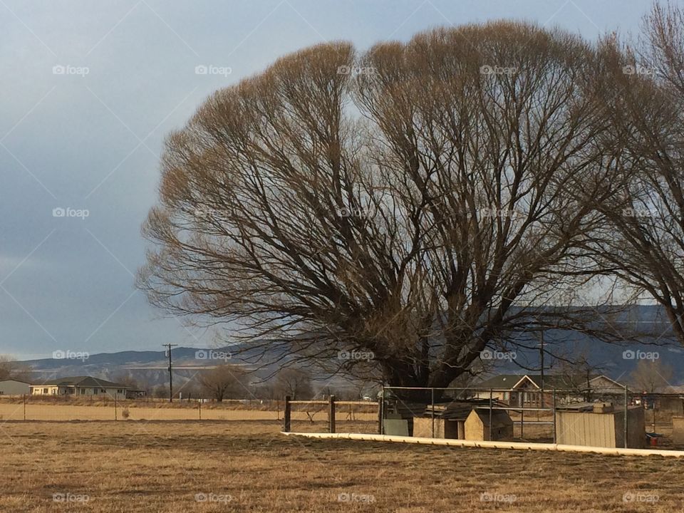 Tree