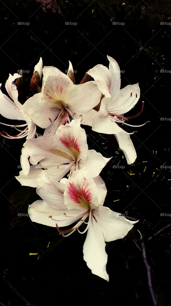 Blooming white wildflower