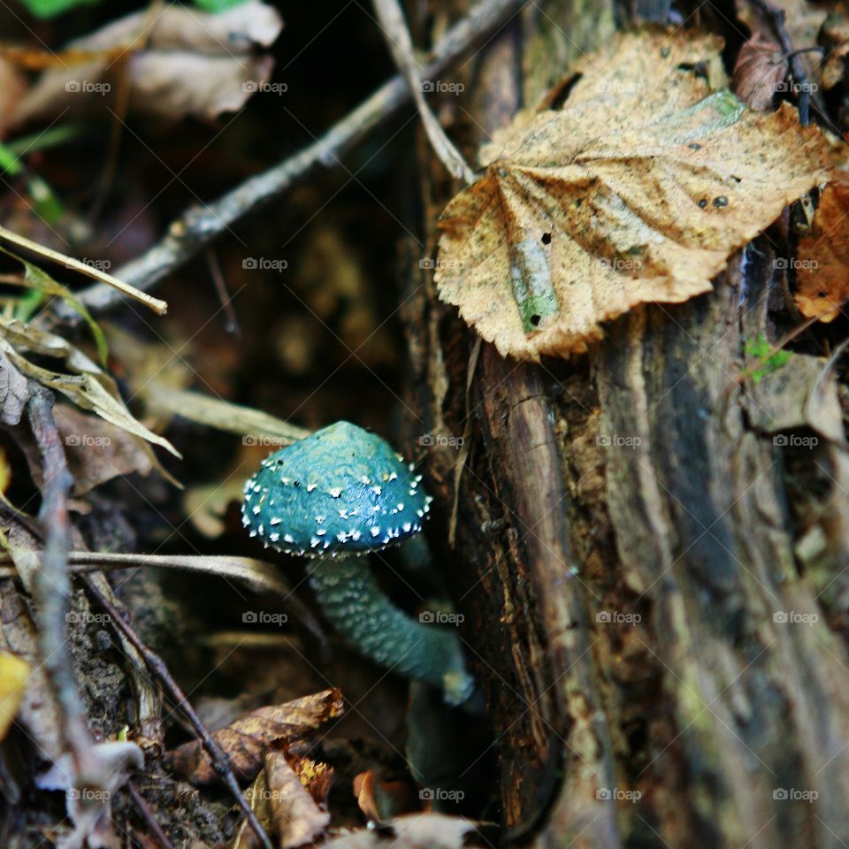 Autumn. Mushroom Stropharia aeruginosa