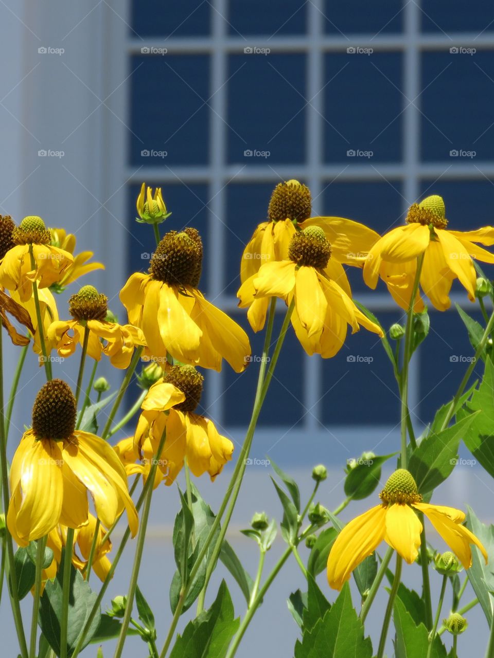 yellow coneflower