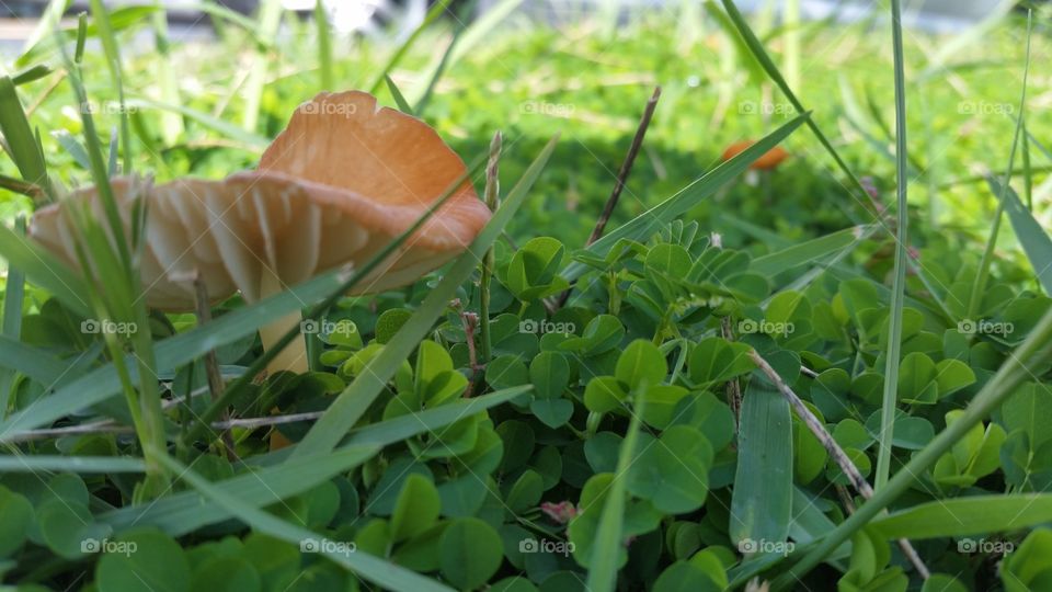 mushroom in the grass