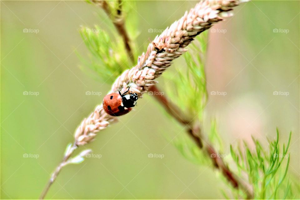 ladybug on beige plant soft colored close up picture