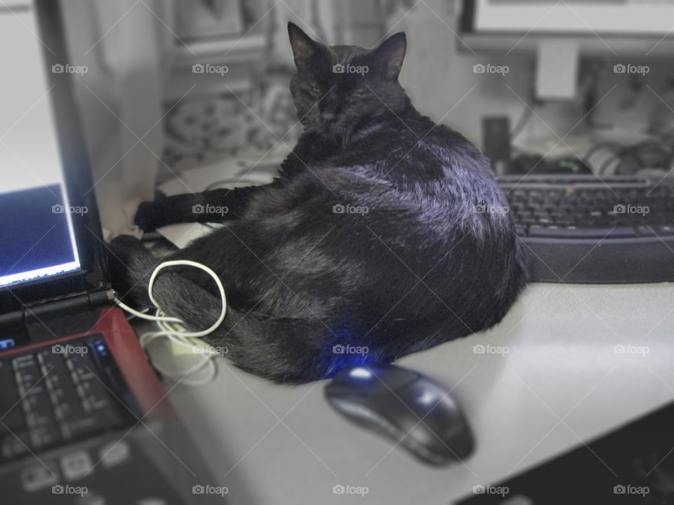 Onyx likes to sleep here!