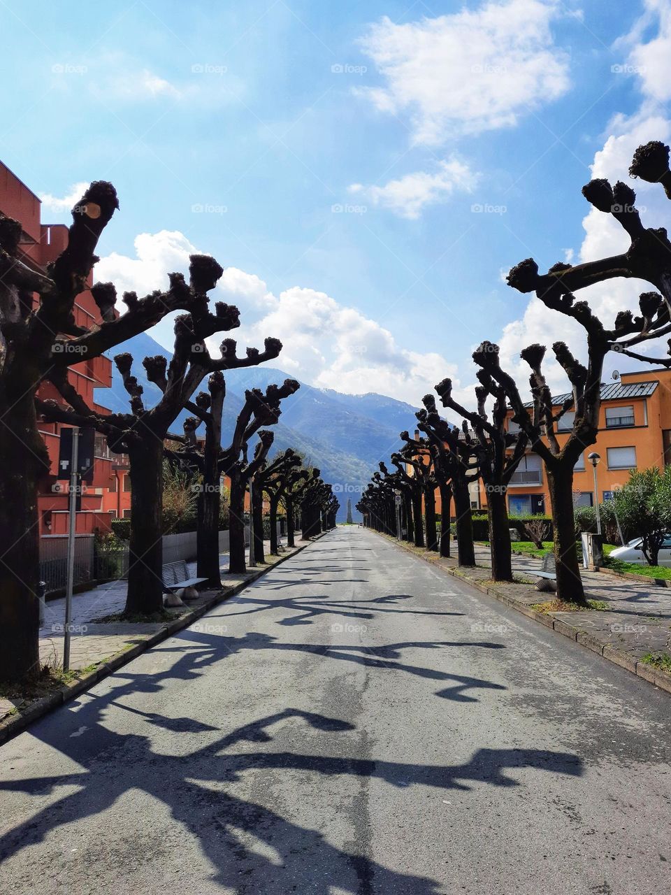 Urban nature: plants