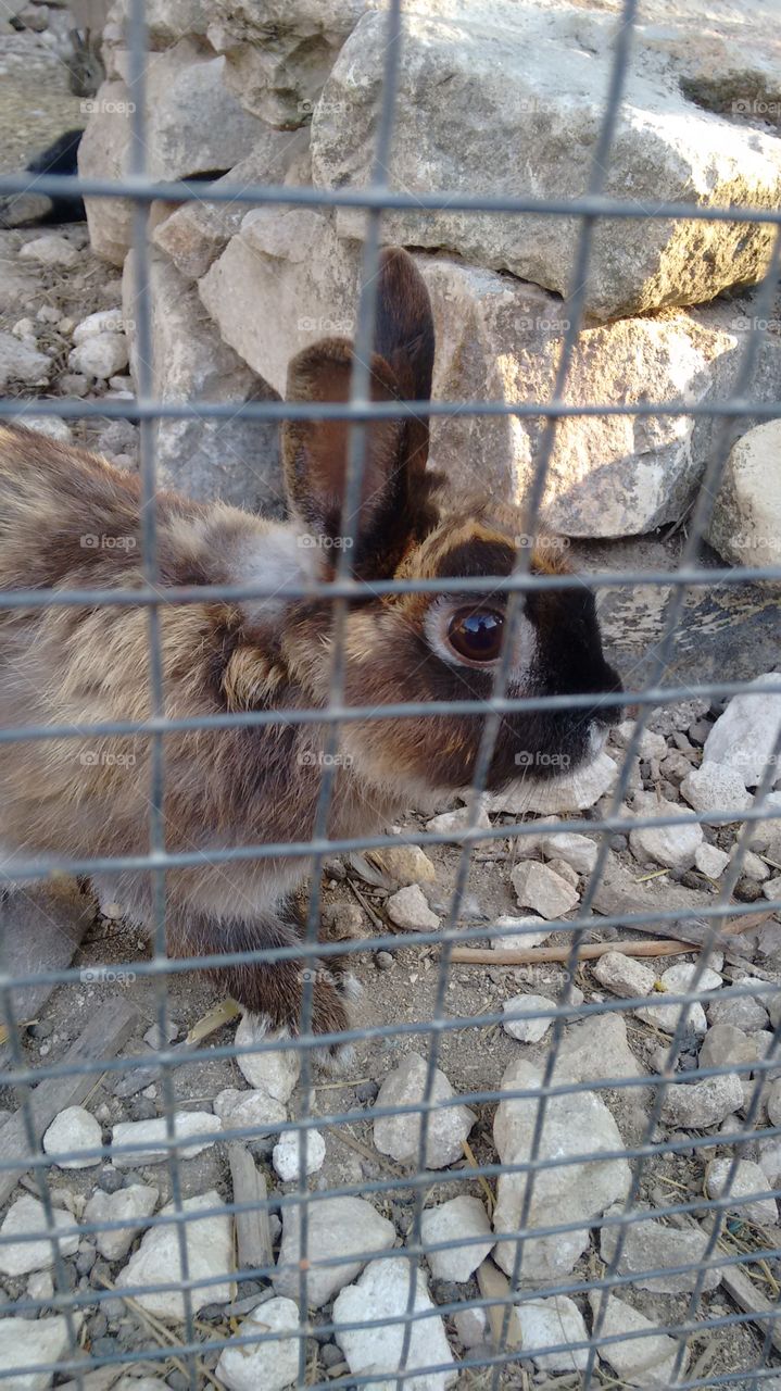 Rabbit. Curious cute bunny rabbit