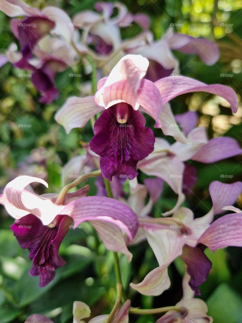 orchid