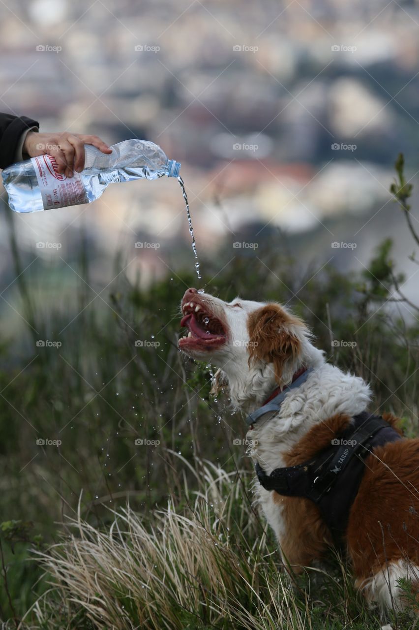 drinking dog