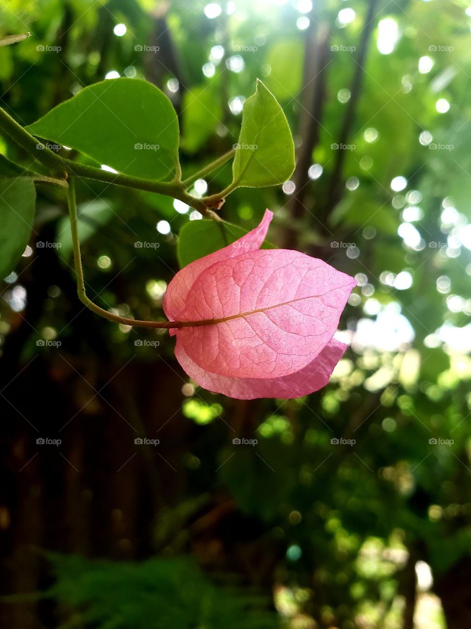 Beautiful pink flower with green nature