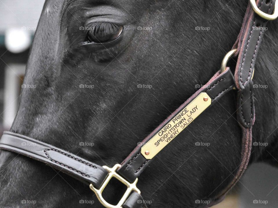 zazzle.com/fleetphoto