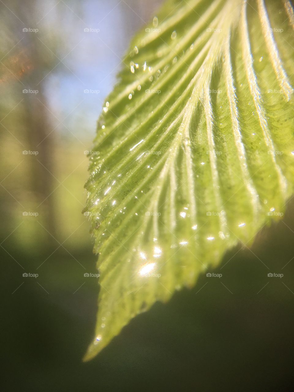 Dew on a fresh leaf