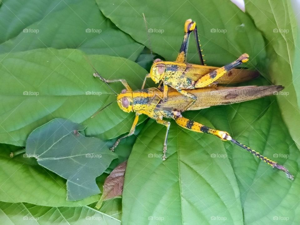 A pair of Malaysian Locust mating on the leaves.