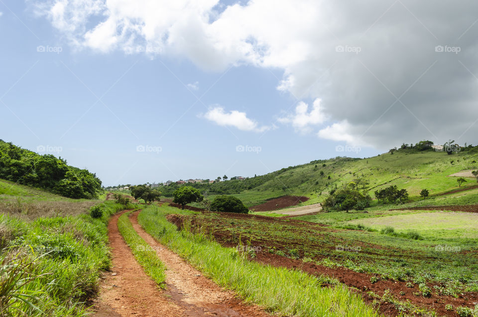 Dirt Road Through Farmland