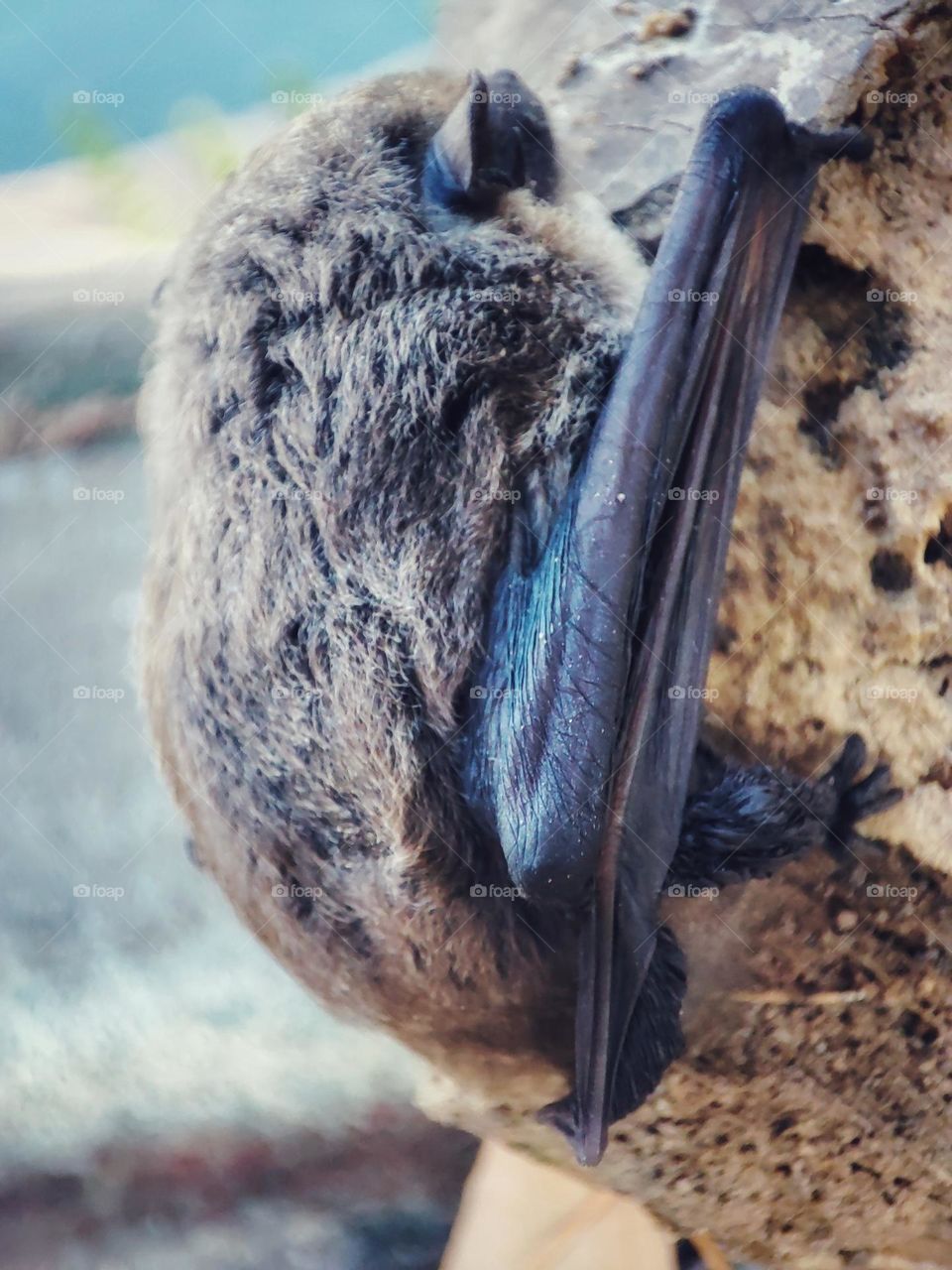 Nathusius's pipistrelle, Animal