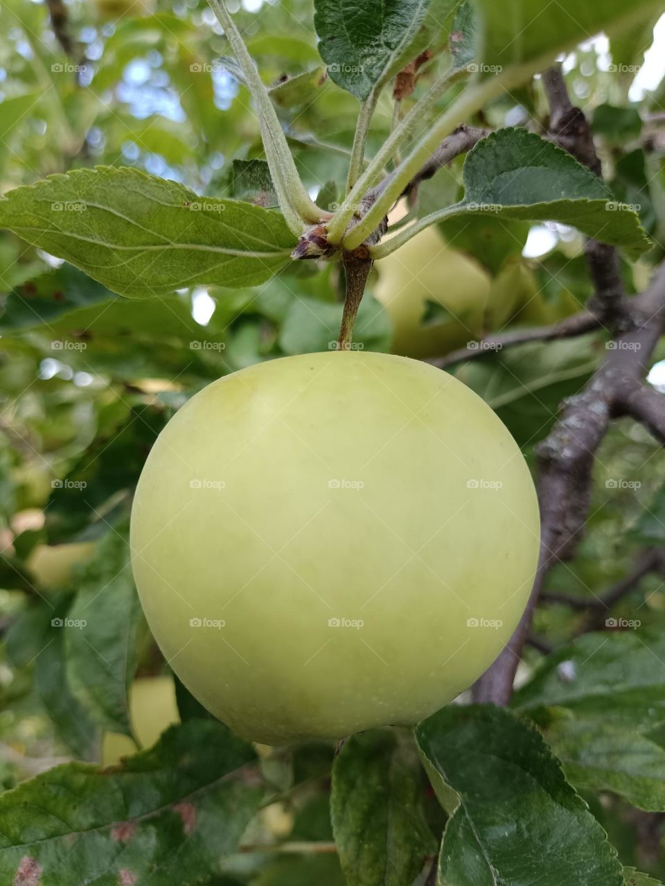 Manzana