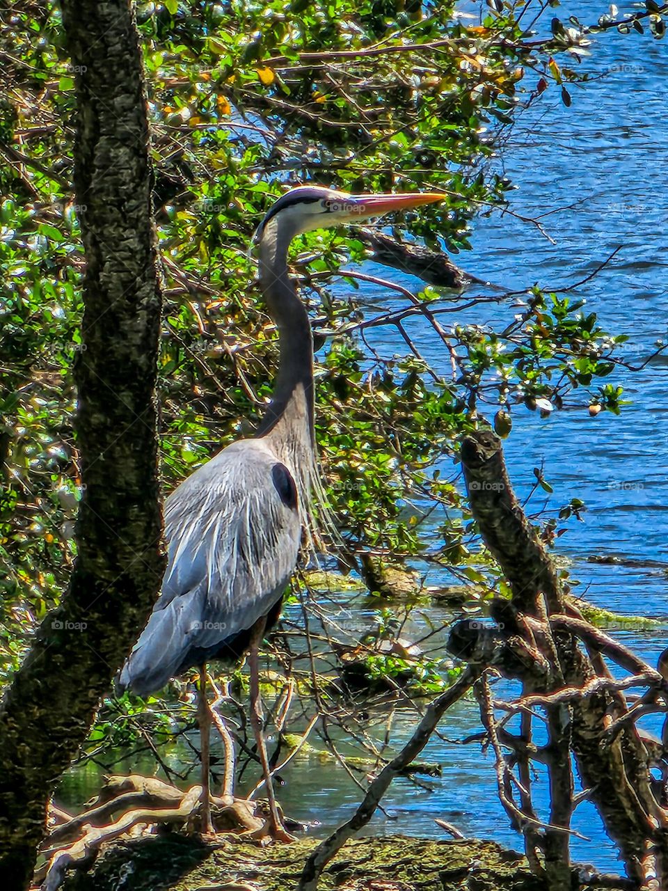 majestic blue heron bird relaxing on the marsh of the lagoon of the palace of fine arts in San Francisco California