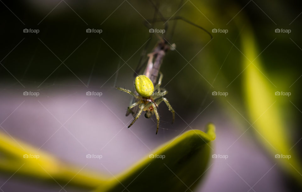 Spider's lunch