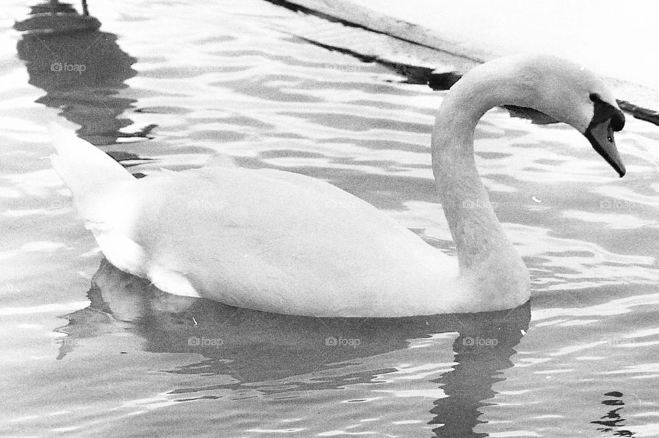 Swan in Black and white