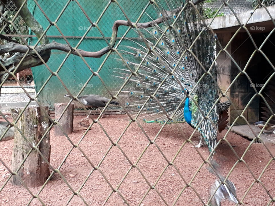 Nature, Fence, No Person, Zoo, Cage