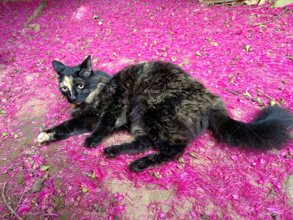 Brazilian Beauty - Cute cat lying on a bed of jambo petals, Vitória, ES, Brazil
