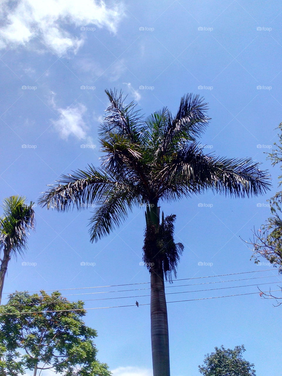 Tree, No Person, Palm, Tropical, Sky