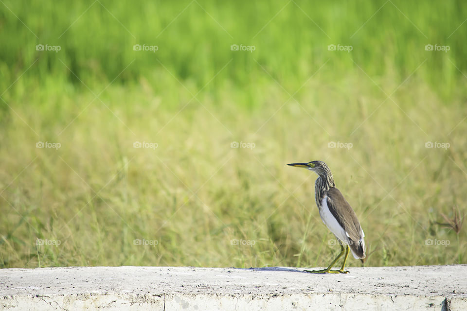 Brown Bird or Ixobrychus sinensis Concrete slab floor behind the meadow.